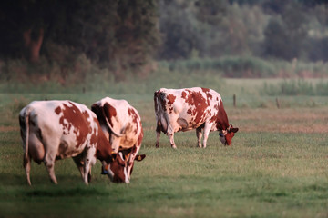 Fototapeta na wymiar Grazing cows in meadow near forest.