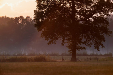 Tree in hazy meadow in evening sunlight in summer.
