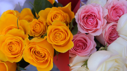 Beautiful pink and white roses isolated on white