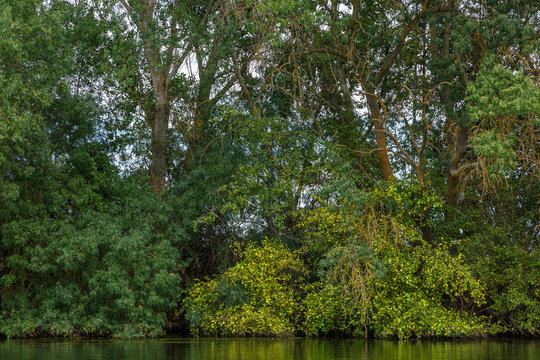 Bosque de ribera con árboles alisos y fresnos. Alnus glutinosa. Fraxinus angustifolia. Río Órbigo, León, España.