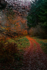 Path into the autumnal forest