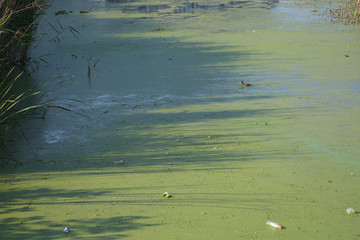 Environment pollution -  chemical and sewage pollution of water bodies. Wastewater
