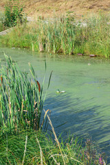 Environment pollution -  chemical and sewage pollution of water bodies. Wastewater