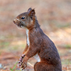 Squirrel Cabanas Galicia Spain