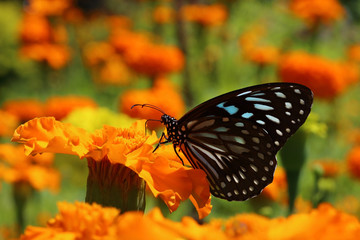 Blue tiger butterfly on a orange marigold  flower