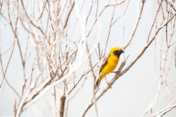 Weaver bird  hold on dry branch tree