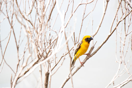 Weaver bird  hold on dry branch tree