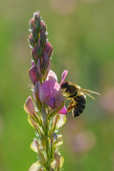 The bee collects honey on the flowers of lupine. Photographed in close-up.