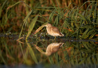 Young squacco heron (Ardeola ralloides) shot in soft morning light close-up on a fish hunt