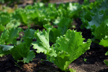 Lettuce salad growing on bed in the garden under sun rays