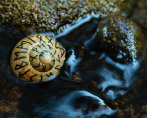 Shell with Norse runes in evening river water
