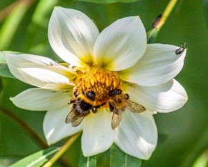 Two bees and little bug are sharing the flower