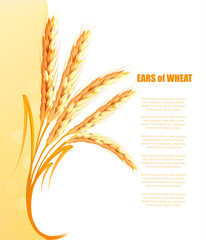 Yellow background with ears of wheat. Vector.