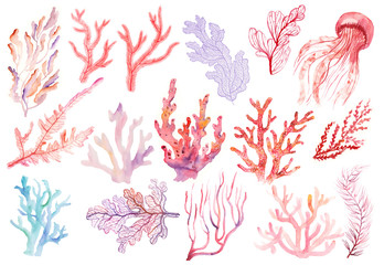 Set with coral and algae isolated on a white background