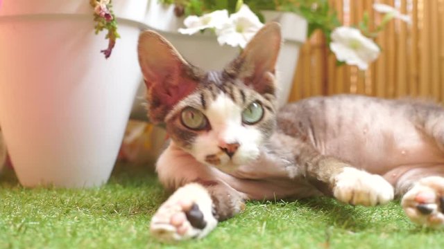close up of devon rex cat head