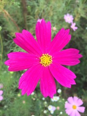 Obraz premium różowy kwiat kosmosu