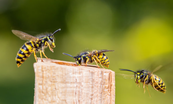 Several wasps have flown to a food source. Concept close-ups of insects.