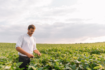 Fototapeta premium Agronomist inspecting soya bean crops growing in the farm field. Agriculture production concept. Agribusiness concept. agricultural engineer standing in a soy field