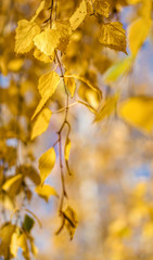 Naklejka na ściany i meble Yellow autumn birch leaves against a clear blue sky