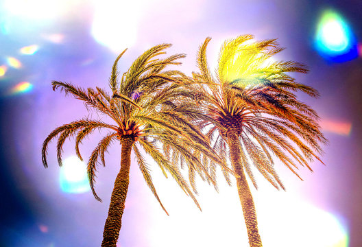 Bright sunny photo with palm trees under sun rays, blurred gentle background, colorful bokeh