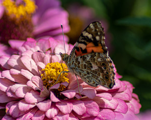Distelfalter auf Blüte
