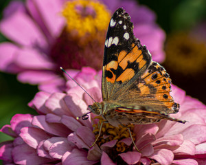 Distelfalter auf Blüte