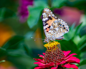 Distelfalter mit zusammengeklappten Flügeln