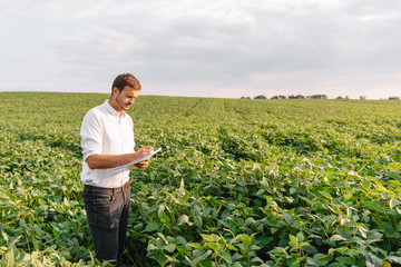 Fototapeta premium Agronomist inspecting soya bean crops growing in the farm field. Agriculture production concept. Agribusiness concept. agricultural engineer standing in a soy field