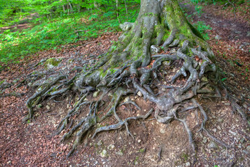  details of tree with twisted roots
