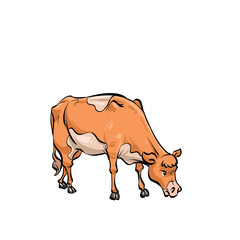 illustration of a cow