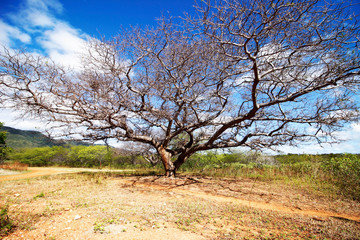 tree in spring