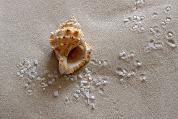 shell on the beach