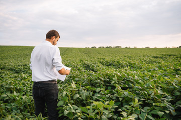 Agronomist inspecting soya bean crops growing in the farm field. Agriculture production concept. Agribusiness concept. agricultural engineer standing in a soy field