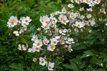 Japanese anemone flowers in the garden. Flowering Japanese anemones.