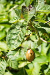 Solanum betaceum - Tamarillo (Tree Tomato) with leaves on tree