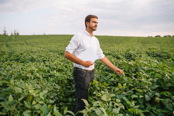 Agronomist inspecting soya bean crops growing in the farm field. Agriculture production concept. Agribusiness concept. agricultural engineer standing in a soy field - obrazy, fototapety, plakaty
