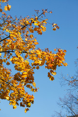 gelb verfärbte Ahornblätter an einem Baum