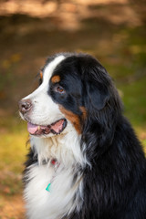 Bernese Mountain Dog 1