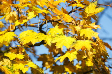 gelb verfärbte Ahornblätter an einem Baum
