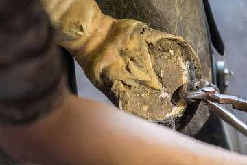 The blacksmith removed an old horseshoe from a leg of a horse. A hoof of an animal before clearing....