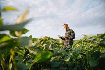 Portrait of young farmer standing in soybean field.