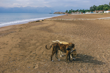 Stray big dogs at sea beach. Horizontal color photography.