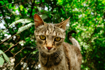 Naklejka na ściany i meble Curious street cat. Animal portert