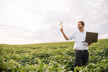 Young agronomist holds tablet touch pad computer in the soy field and examining crops before harvesting. Agribusiness concept. agricultural engineer standing in a soy field with a tablet in summer - obrazy, fototapety, plakaty