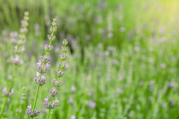 Purple flowers. Plants. Natural background. Green grass
