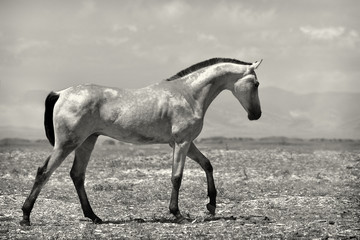 Fototapeta premium Young buckskin akhal teke colt walking in the steppe against mountains. Black and white.