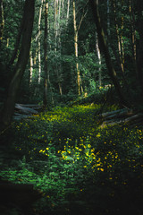 Obraz premium Bujna łąka w środku lasu obfitująca w żółte kwitnące kwiaty