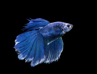 blue Siamese fighting fish on black background, with clipping path