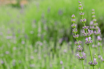 Purple flowers. Plants. Natural background. Green grass