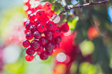 Red currant (close-up view) growing on bush, blurred background with bokeh